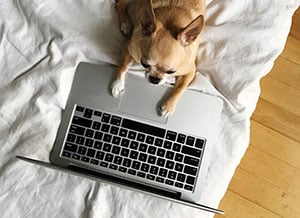 Dog with laptop on bed