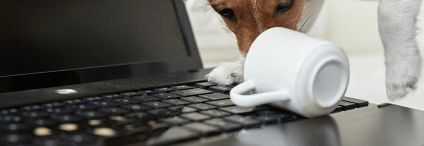 Pet-Proof Your Devices