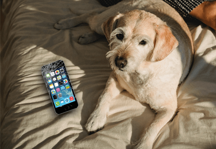Pet-Proof Your Devices