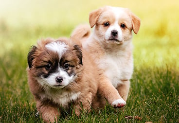 Brown Golden Puppies