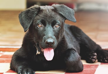 Happy Black Dog