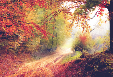 Autumn Country Road Fall Leaves