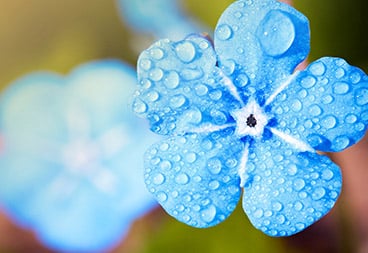 Blue Dewy Macro Flowers