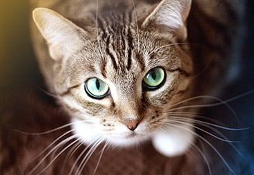 Cute Green-Eyed Brown Cat