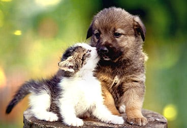 Cute Puppy and Kitten