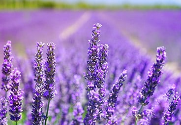 Lavendar Blossom Flower Field