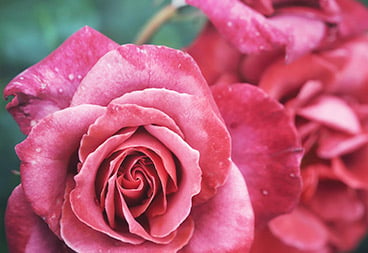 Macro Pink Rose Flowers