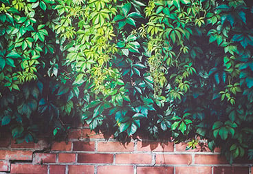 Vine Plants on Brick Wall