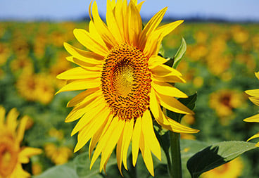 Sunflower in Field