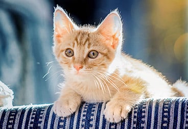 Cute Light Orange Kitten