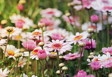 Marguerite Daisy Flower Field