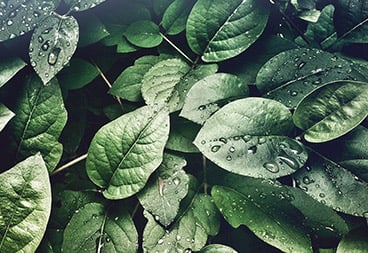 Dewy Plant Leaves