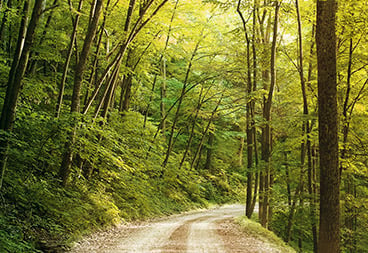 Green Forest Trees Nature Path