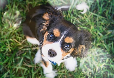 Cute Black, Brown and White Puppy