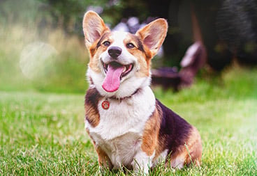 Cute Corgi Dog