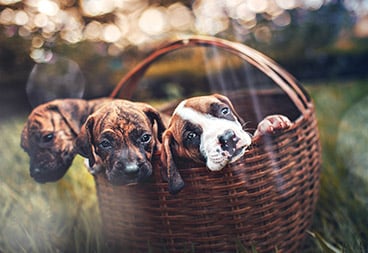 Cute Puppies in Basket