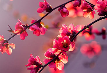 Macro Pink Flowers on Branch