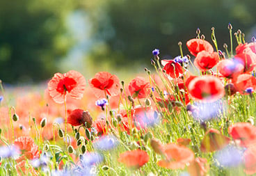 Poppy Flower Field