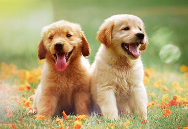 Cute Golden Retriever Puppies