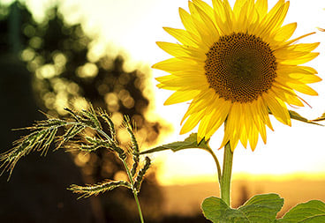 Sunflower at Sunset