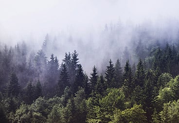 Green Forest Trees in Fog