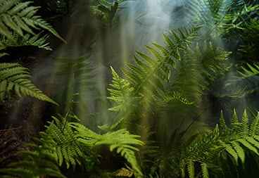 Green Fern Plant Leaves