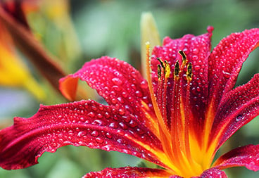 Red Macro Lily Flower