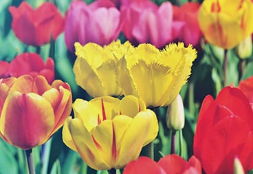 Macro Pink and Yellow Tulip Flowers