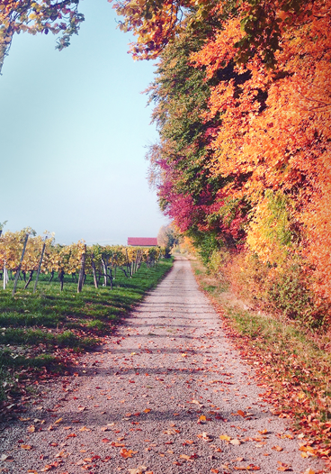 Autumn Country Farm Leaves