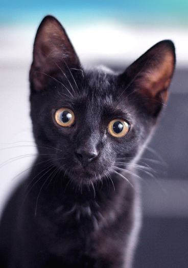 Young Black Kitten