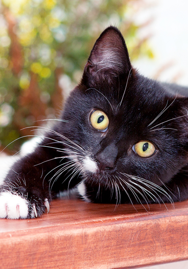 Black and White Kitten