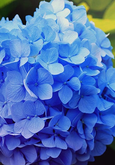 Macro Blue Hydrangea Flowers