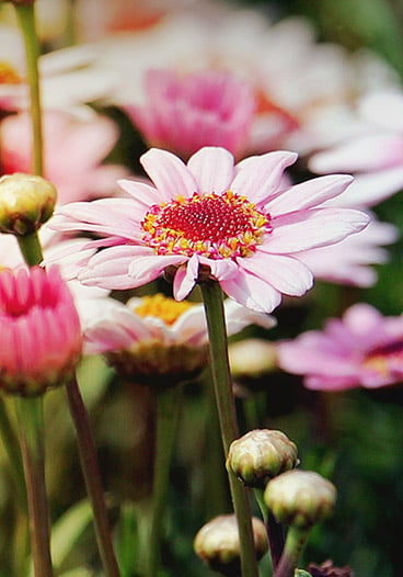 Marguerite Daisy Flower Field