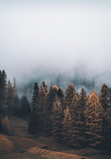 Foggy Brown Tree Forest Nature Scene