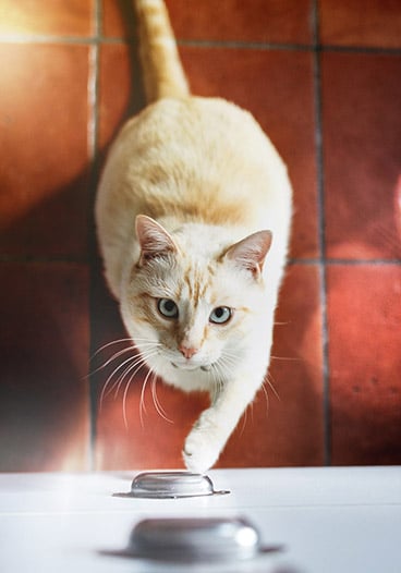 Cute Orange and White Cat