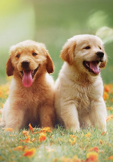 Cute Golden Retriever Puppies