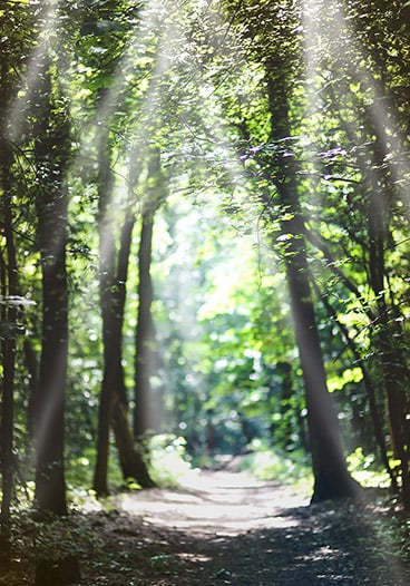 Forest of Trees Nature Path