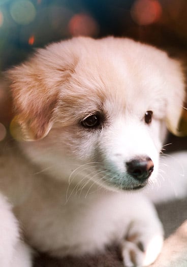 Cute Fluffy Puppy