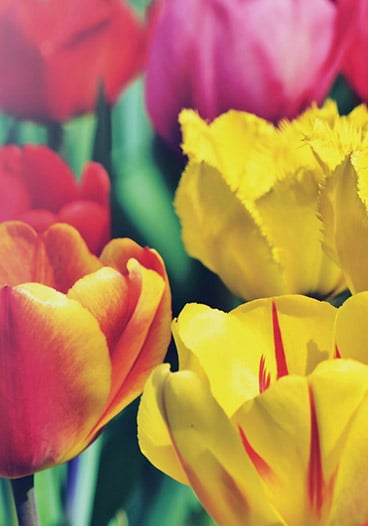 Macro Pink and Yellow Tulip Flowers
