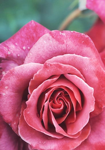 Macro Pink Rose Flower