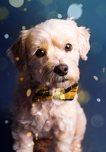 Cute Bowtie Dog