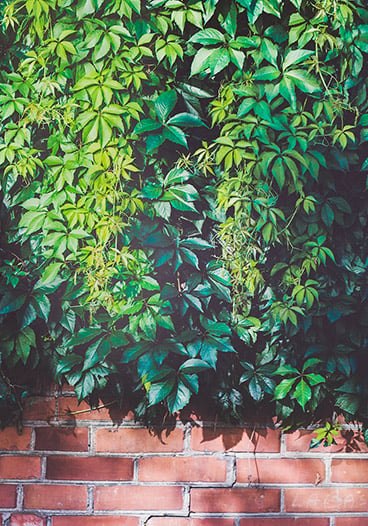 Vine Plants on Brick Wall