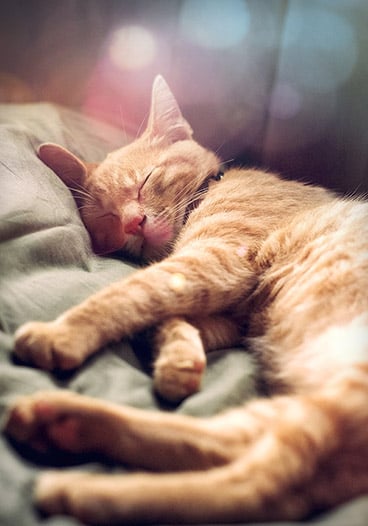 Cute Orange Sleeping Cat