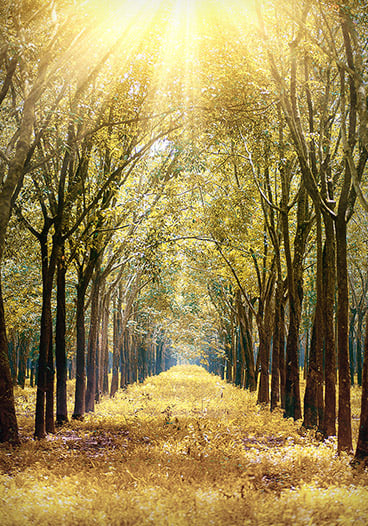 Golden Forest Trees