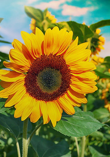 Bright Macro Sunflower