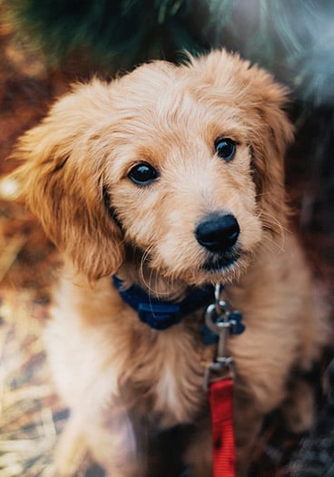 Cute Golden Puppy