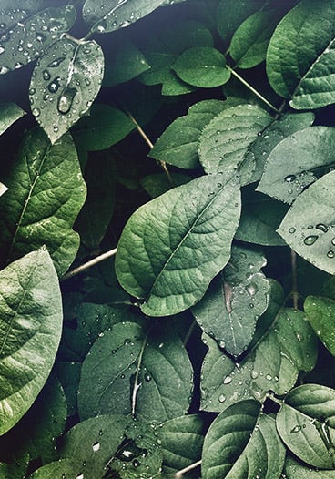 Dewy Plant Leaves