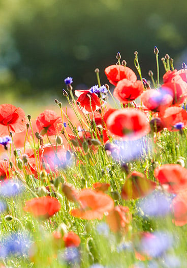 Poppy Flower Field