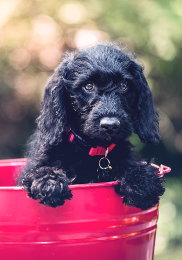 Black Dog in Red Bucket