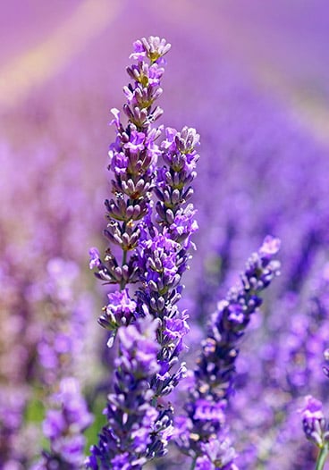 Lavendar Blossom Flower